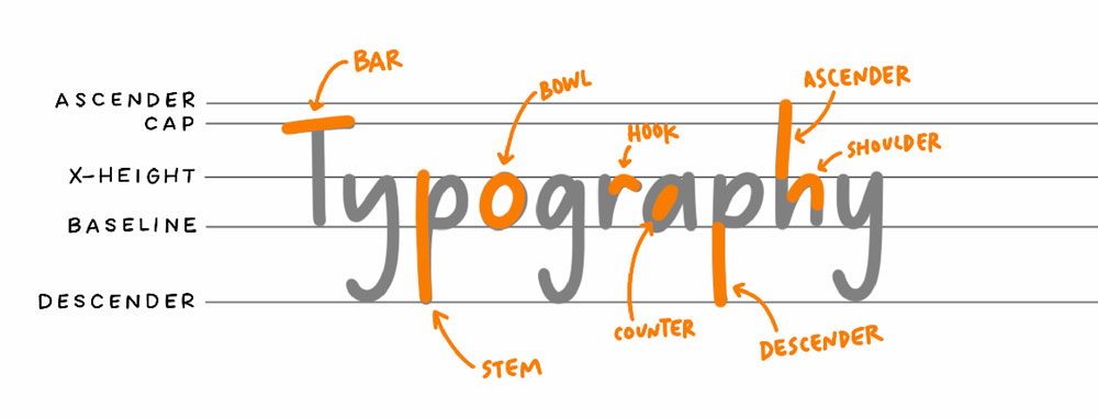 typography anatomy basics