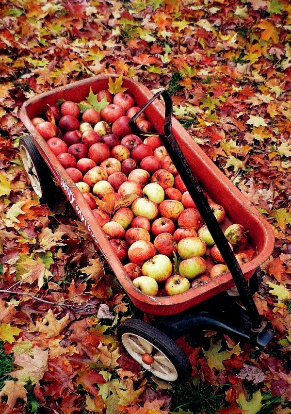 autumn apple wagon