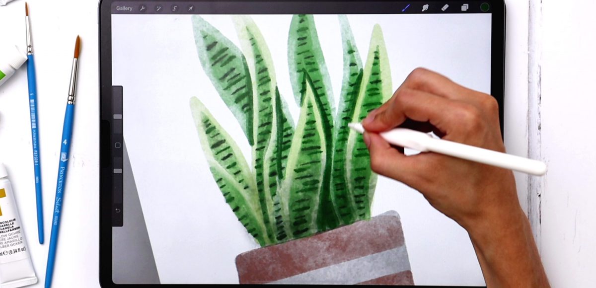Paint Watercolor Snake Plant in Procreate