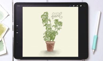 Watercolor Sketch Style Basil in Procreate