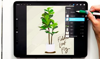 Paint a Gouache Fiddle Leaf Fig Tree in Procreate